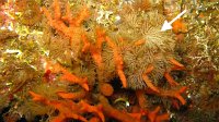060 Bugule parasol (Bugula cf calathus)